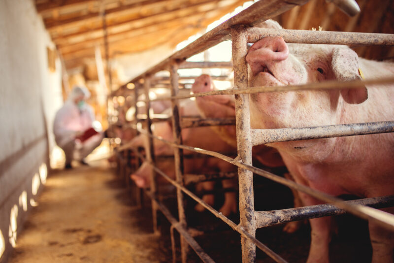 porcine