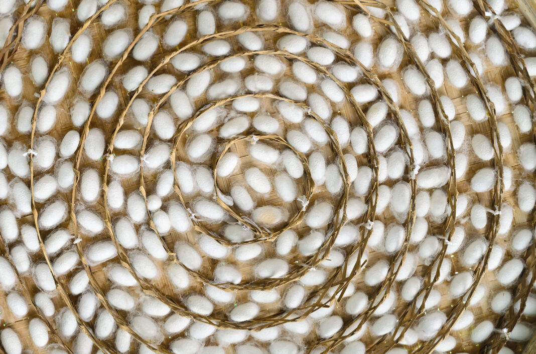 silk worm packaging