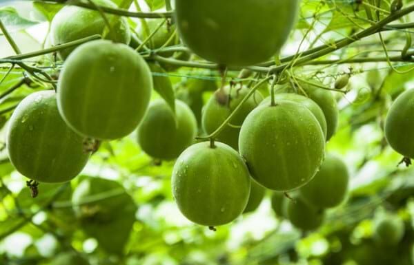 Fructul călugărului „nu mai este nou” în UE Fructul călugărului
