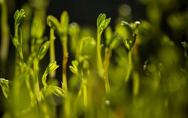 Este lintea de apă următoarea proteină minune din plante? Lintea de apa