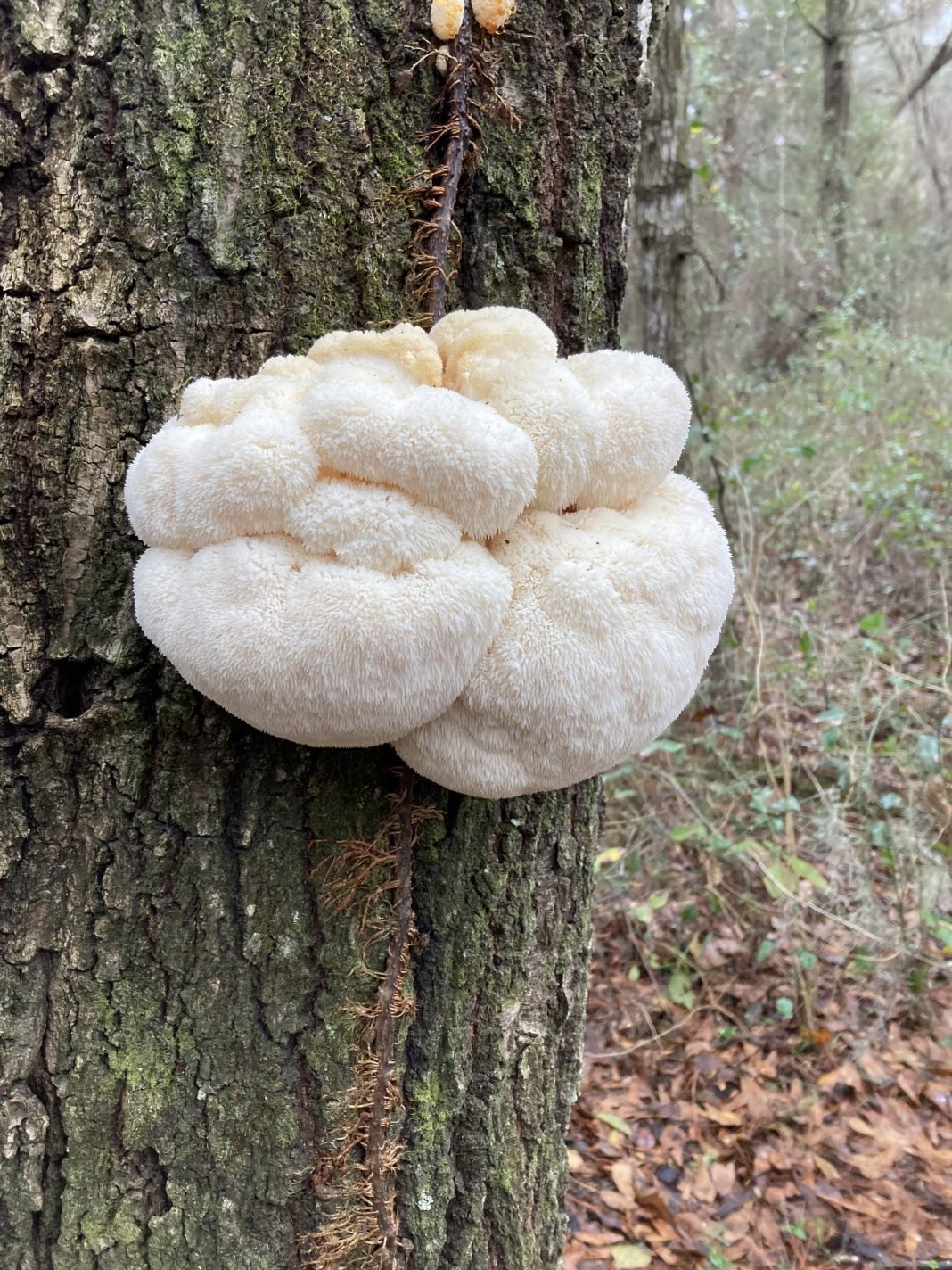Coama leului