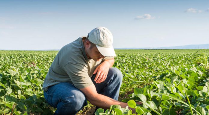 Sezamo caută producători locali și lansează Farmer Partnership Program în România