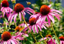 Actualizarea Catalogului Alimentar Nou al UE privind Echinacea aduce clarificări, dar lasă întrebări deschise Echinacea