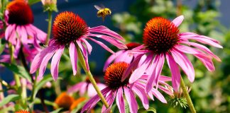 Actualizarea Catalogului Alimentar Nou al UE privind Echinacea aduce clarificări, dar lasă întrebări deschise Echinacea