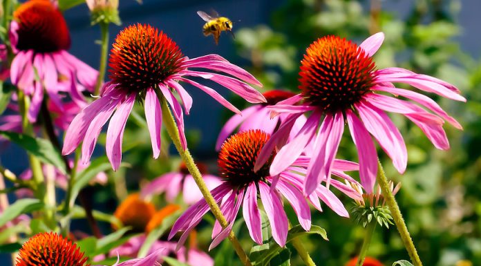 Actualizarea Catalogului Alimentar Nou al UE privind Echinacea aduce clarificări, dar lasă întrebări deschise Echinacea