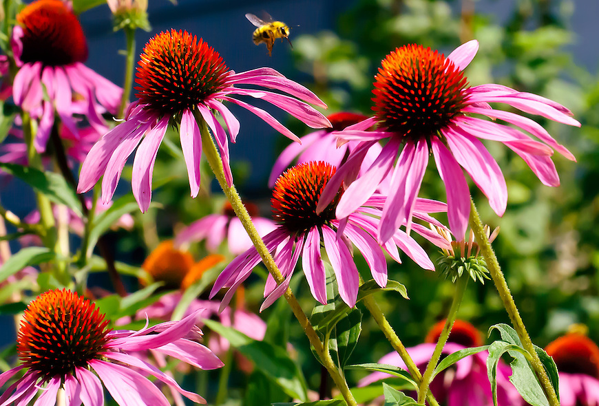Echinacea
