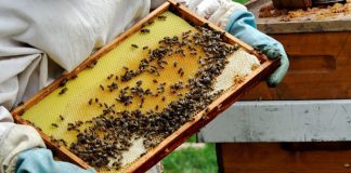 BIO Miere Gogeanu intră în competiția „Ora de bun gust” ☀️ Premiile Gustul Ales 2026 cu o miere produsă exclusiv din nectarul florilor cules de albine
