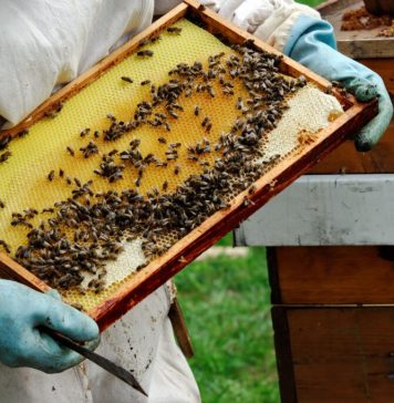 BIO Miere Gogeanu intră în competiția „Ora de bun gust” ☀️ Premiile Gustul Ales 2026 cu o miere produsă exclusiv din nectarul florilor cules de albine