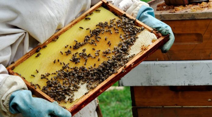 BIO Miere Gogeanu intră în competiția „Ora de bun gust” ☀️ Premiile Gustul Ales 2026 cu o miere produsă exclusiv din nectarul florilor cules de albine