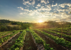 Florin Barbu revine la conducerea Ministerului Agriculturii