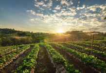 Florin Barbu revine la conducerea Ministerului Agriculturii