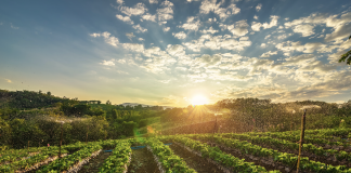 Florin Barbu revine la conducerea Ministerului Agriculturii